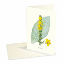 Design Collection - Kort, Kungsljus, Blekinge
