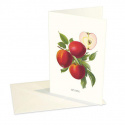 Design Collection - Kort , Äpple Pumperroter