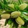 Alteya Organics - Ekologisk Kallpressad Mandelolja 50 ml