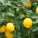  Alteya Organics - Eterisk olja Citron EKO, 5ml