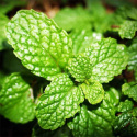 Alteya Organics - Eterisk olja Pepparmint EKO, 5ml