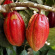 Alteya Organics - Kallpressat Ekologiskt kakaosmör, 160 gr