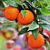Alteya Organics - Eterisk olja Apelsin St EKO, 5ml