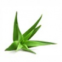 Maria Åkerberg - Aloe Vera Barbadensis 100 ml